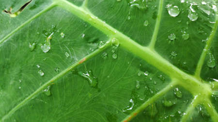 Stock photo - Rain drops on colocasia leaves esculenta, colocasia antiquorum schott leaves or elephant ear.の写真素材