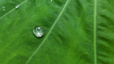 Stock photo - Rain drops on colocasia leaves esculenta, colocasia antiquorum schott leaves or elephant ear.の写真素材