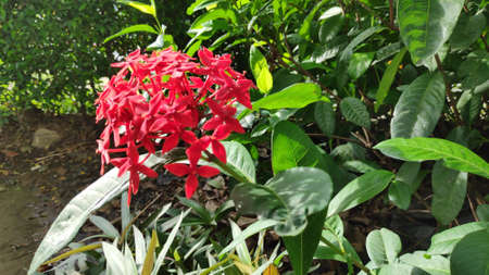 Stock Photo - Ixora Chinensis or West Indian Jasmine or Ixora flower or Jungle geranium with fresh green leaves in the garden.の写真素材