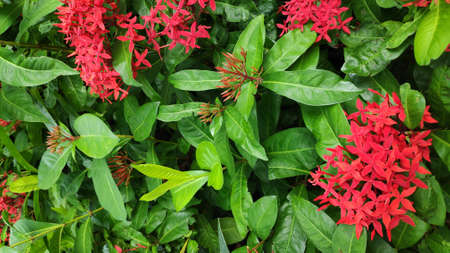 Stock Photo - Ixora Chinensis or West Indian Jasmine or Ixora flower or Jungle geranium with fresh green leaves in the garden.の写真素材