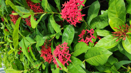 Stock Photo - Ixora Chinensis or West Indian Jasmine or Ixora flower or Jungle geranium with fresh green leaves in the garden.の写真素材