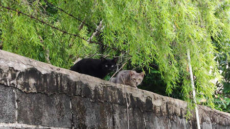 Stock Photo - A black-haired cat and a gray-white-haired cat crouching on a brick-block fence.の写真素材