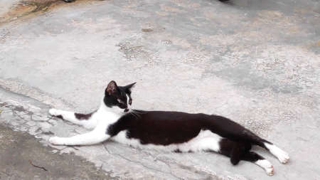 Stock Photo - A black and white striped cat lying on the concrete floor.の写真素材