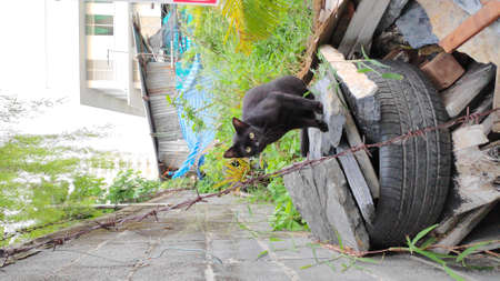 Stock Photo - A black-haired cat with a yellow iris sitting on a stone slab.の写真素材