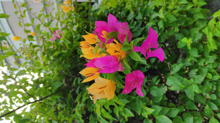 Stock Photo - Bougainvillea flowers of various colors with fresh green leaves.の写真素材