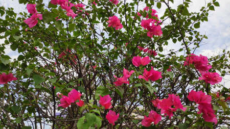 Stock Photo - Bougainvillea flowers of various colors with fresh green leaves.の写真素材