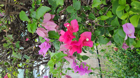 Stock Photo - Bougainvillea flowers of various colors with fresh green leaves.