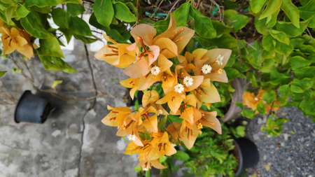 Orange bougainvillea flowers with fresh green leaves.の写真素材
