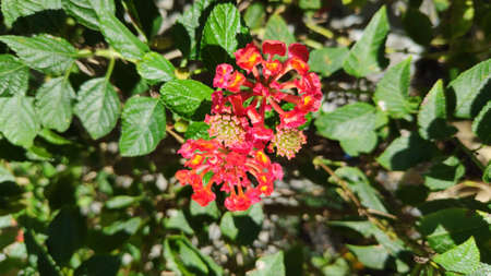 Stock Photo - Lantana camara flower or Lantana Flower of various colors with fresh green leaves in nature garden.の写真素材