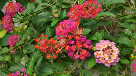 Stock Photo - Lantana camara flower or Lantana Flower of various colors with fresh green leaves in nature garden.の写真素材