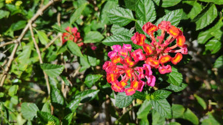 Stock Photo - Lantana camara flower or Lantana Flower of various colors with fresh green leaves in nature garden.の写真素材