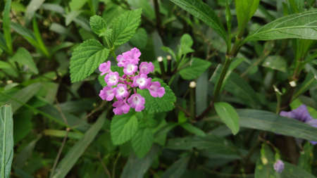 Stock Photo - Lantana camara flower or Lantana Flower of various colors with fresh green leaves in nature garden.の写真素材