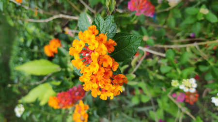 Stock Photo - Lantana camara flower or Lantana Flower of various colors with fresh green leaves in nature garden.の写真素材