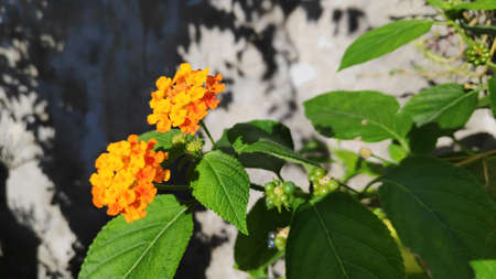 Stock Photo - Lantana camara flower or Lantana Flower of various colors with fresh green leaves in nature garden.の写真素材