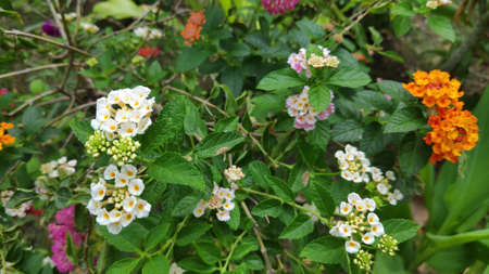 Stock Photo - Lantana camara flower or Lantana Flower of various colors with fresh green leaves in nature garden.の写真素材