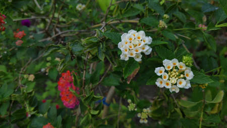 Stock Photo - Lantana camara flower or Lantana Flower of various colors with fresh green leaves in nature garden.の写真素材
