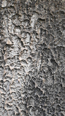 Stock Photo - Rough pattern on old white plaster wall with black dry moss.
