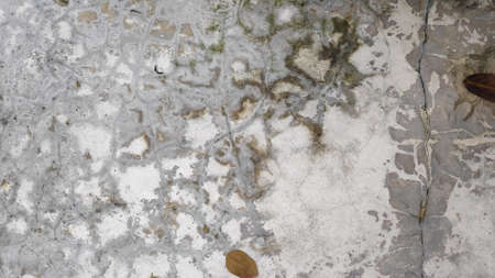 Stock Photo - Loft style polished concrete plaster walkway surface with green moss.の写真素材