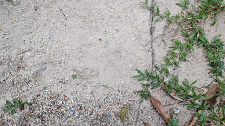 Stock Photo - White sand floor with colorful gravel and green grass.の写真素材