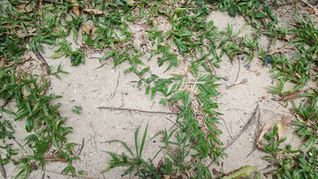 Stock Photo - White sand floor with colorful gravel and green grass.