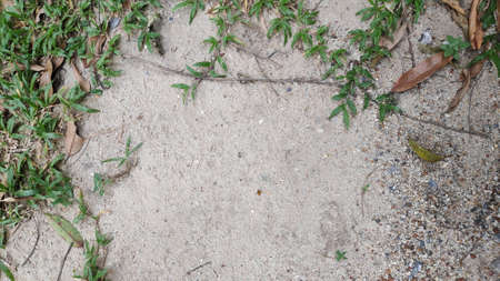 Stock Photo - White sand floor with colorful gravel and green grass.の写真素材