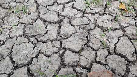 Stock Photo - The surface of the land was dry, cracked and green grass.の写真素材