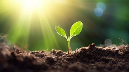 Green seedling illustrating concept of new life with sunbeams.
World soil day december 5.
The restoration of soil.
Earth Day or World Environment Day.の素材