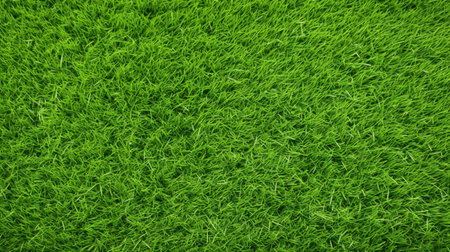 Green grass texture or background. Green grass background.の素材