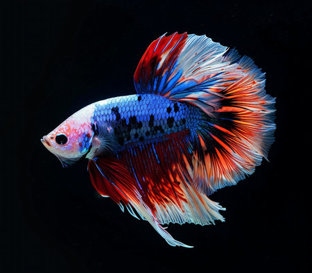 Capture the moving moment of red-blue siamese fighting fish,betta fish,betta splendens isolated on black background.の素材
