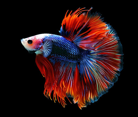 Capture the moving moment of red-blue siamese fighting fish,betta fish,betta splendens isolated on black background.の素材
