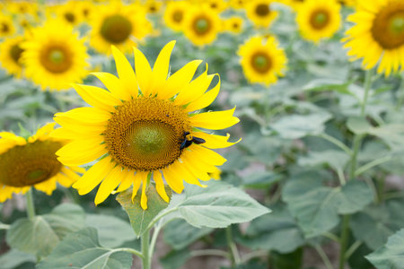 yellow sunflower in the gardenの写真素材