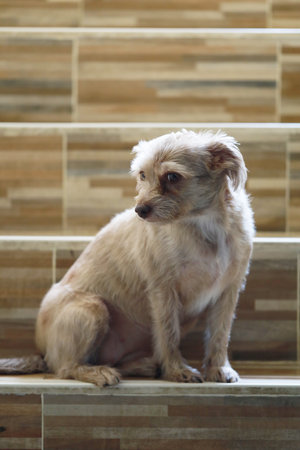 Beautiful two dogs portrait pet puppy looking eyesy happy and friendly mother and son good nature...