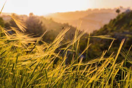 A meadow of wild wheat, overlooking a ravineの写真素材
