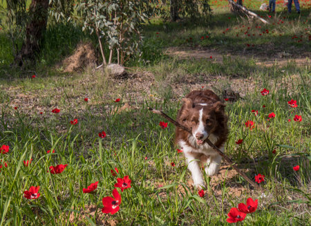 A border collie fetching a stick in a field of red flowersの写真素材