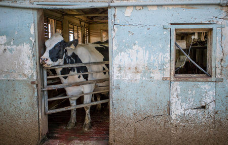 A black and white colored cow, looking out of an old cowshedの写真素材