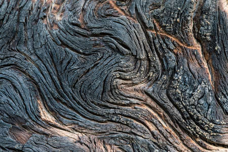 A close up photograph of the burnt bark of a pine tree, showing the effect of fire on woodの写真素材