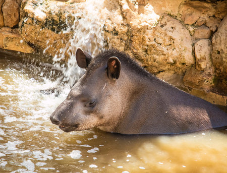 A brazilian tapir bathing on a sunny dayの写真素材