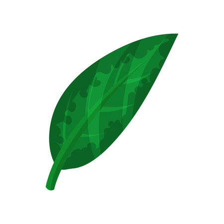 Green banana leaf vector Illustrationの写真素材