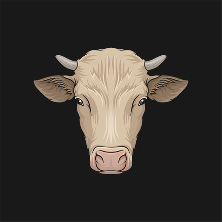 Head of cow, face of of farm animal hand drawn vector Illustrationのイラスト素材