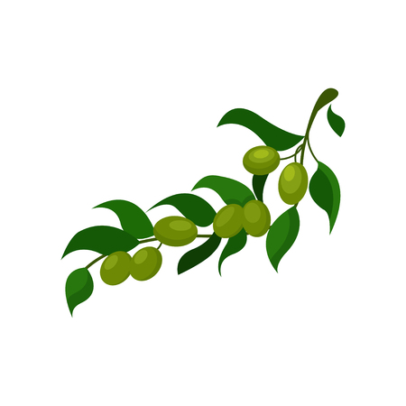 Olive branch with leaves cartoon vector Illustration on a white backgroundのイラスト素材