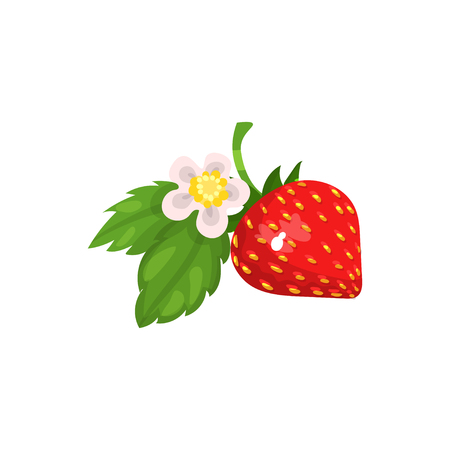 Strawberry with leaves and blossom vector Ilustrationのイラスト素材