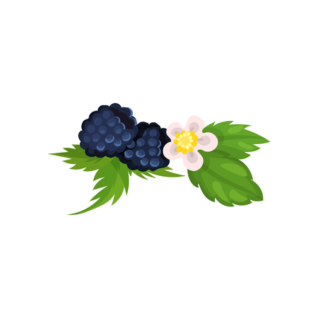 Blackberry with leaves and blossom vector Ilustrationのイラスト素材