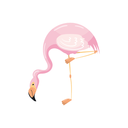 Exotic pink flamingo bird vector Illustrationのイラスト素材