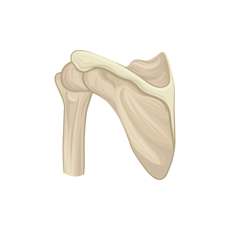 Structure of scapula, shoulder blade or wing bone. Part of human skeleton. Design for infographic, medical poster or educational book. Detailed flat vector iconのイラスト素材