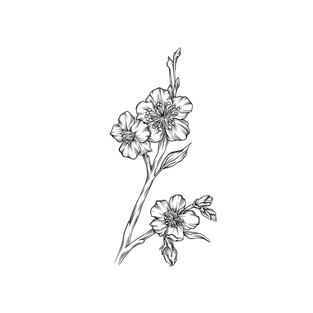 Spring flowering branch, monochrome floral design element hand drawn vector Illustrationのイラスト素材
