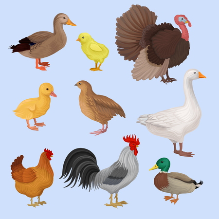 Poultry birds set -  duck, rooster, chick, goose, hen, turkey and quail vector Illustration isolated on blue background.のイラスト素材