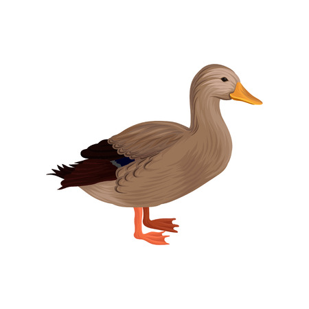 Domestic duck, poultry breeding vector Illustration on a white backgroundのイラスト素材