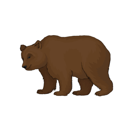 Brown bear wild forest animal vector Illustration on a white backgroundのイラスト素材
