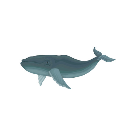 Blue whale marine mammal, inhabitant of sea and ocean vector Illustration isolated on a white background.のイラスト素材