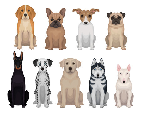 Colorful set of dogs of different breeds. Domestic animals. Home pets. Graphic design for poster of animal clinic, kennel club or zoo store. Detailed flat vector icons isolated on white background.のイラスト素材